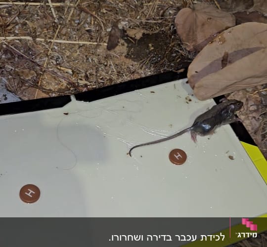מלכודת דבק עם עכבר לכוד על הקרקע